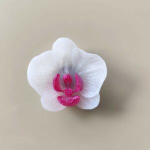 Eclat d'Orchidée rose et blanc