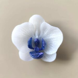 Eclat d'Orchidée blanc et bleu / violet